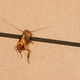 Cockroach